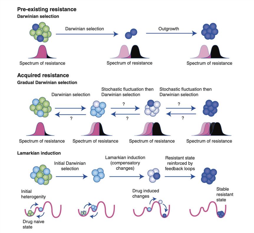 The potential adaptive modes for non-genetic resistance. (Bell, Charles C., and Omer Gilan, 2020)