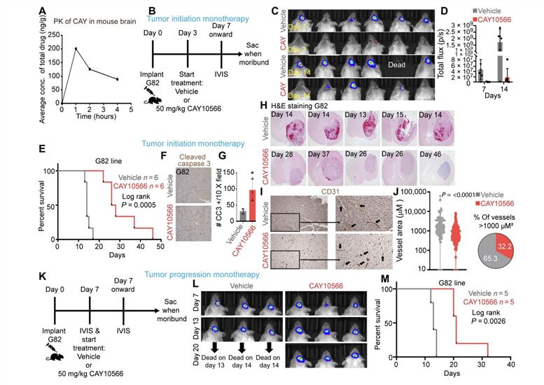 SCD Inhibitor Shows Therapeutic Efficacy in GBM. (Oatman, Nicole, et al., 2021)