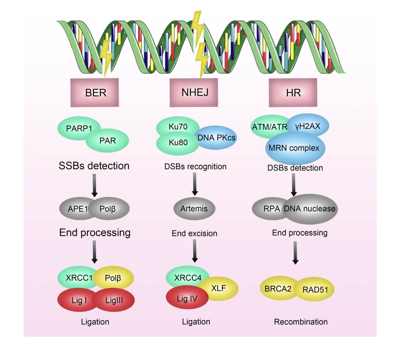 Mechanisms of Radioresistance Caused by DNA Damage Repair in Breast Cancer. (Zhao, Xiaohui, et al., 2024)