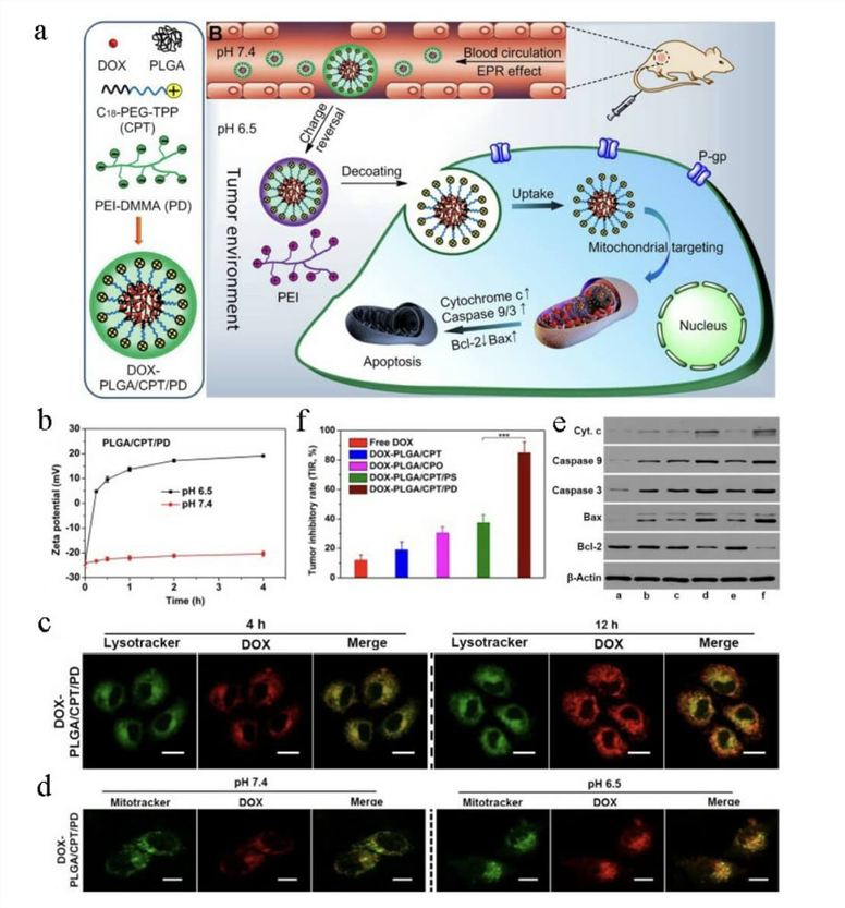 DOX-PLGA/CPT/PD For Overcoming Cancer Drug Resistance. (Hu, Tingting, et al., 2022)