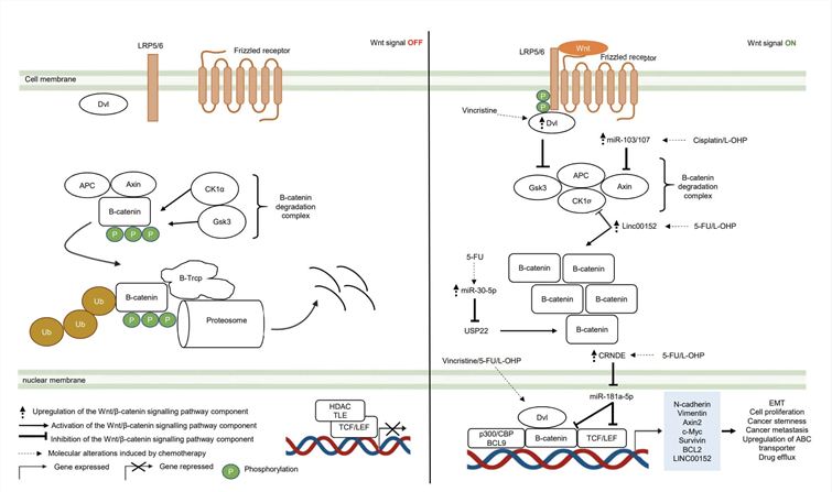 Deregulation of The Canonical Wnt/β-catenin Signalling Pathway During CRC Treatment. (Yeoh, Yeelon, et al., 2021)