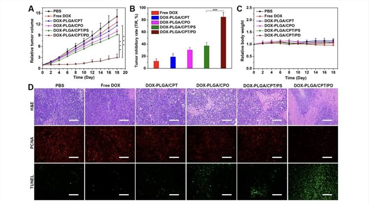 The In Vivo Antitumor Activities of Free DOX And DOX-LPNPs Were Evaluated With MCF-7/ADR Xenograft Tumor-bearing Female Nude Mice. (Yu, Hui, et al., 2019)