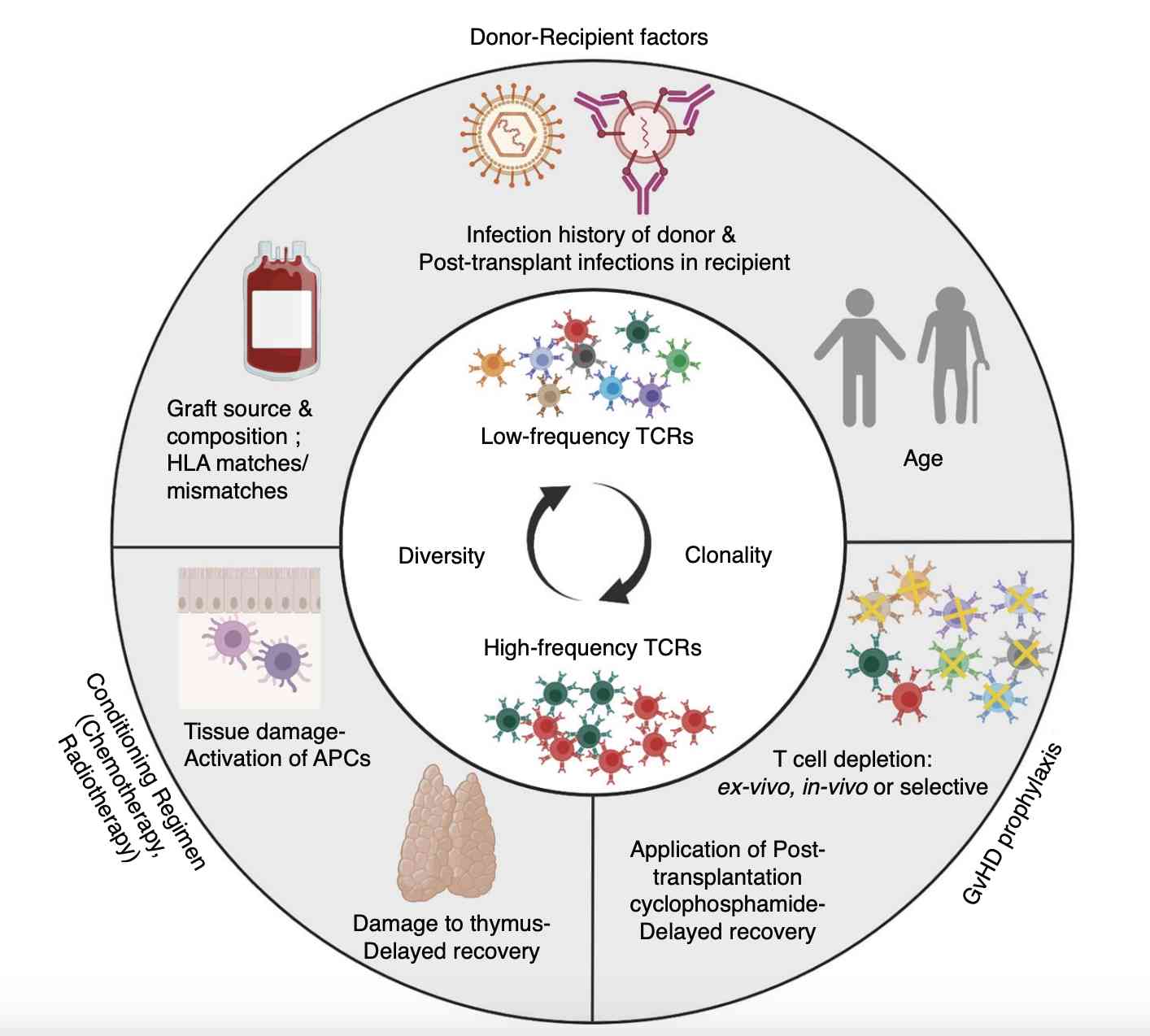 Allogeneic Stem Cell Transplantation (allo-SCT) Altering The T cell receptor (TCR) Repertoire in Graft-versus-host disease (GVHD). (Goel, Manisha, et al., 2023)