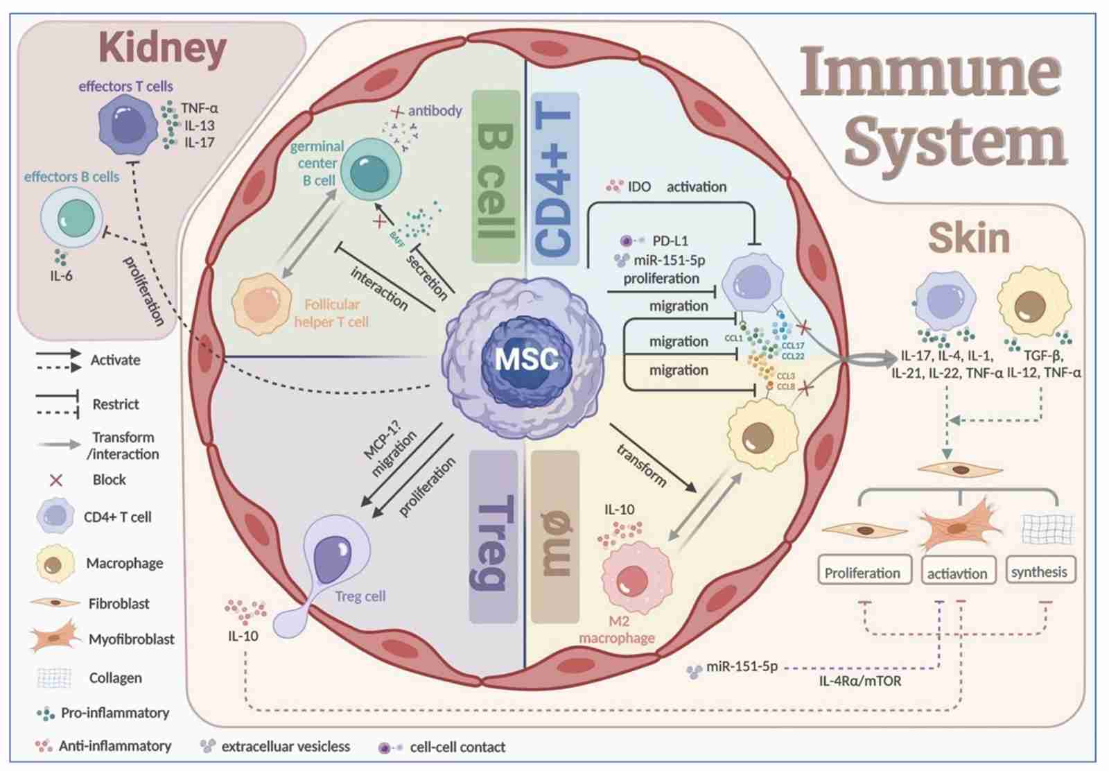 Therapeutic Value of MSCs to The Pathogenic Triad-The Immune Disorders. (Yang, Han, et al., 2023)