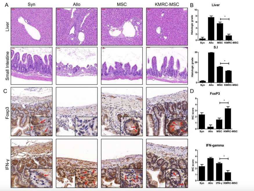 Histopathologic Changes of MSCs in GVHD Therapy. (Gil, Sojin, et al., 2024)