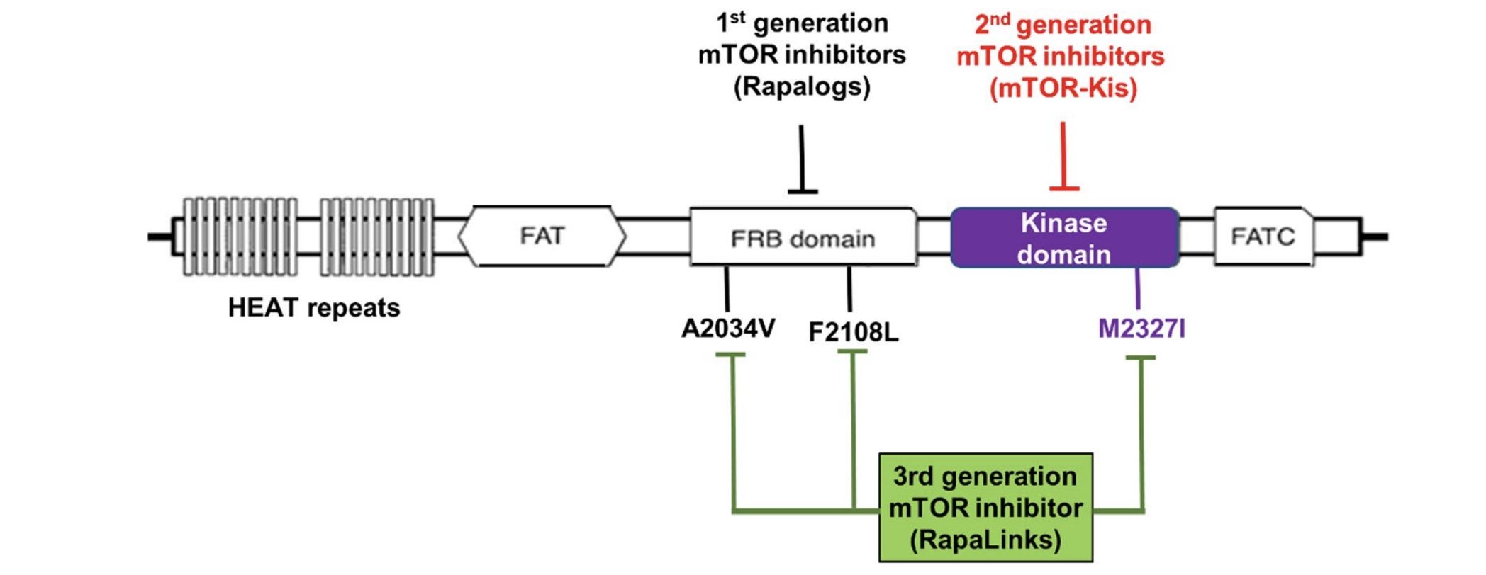 Schematic Representation of Diferent Domains of mTOR And The Inhibitors Where Those Binds. (Ali, Eunus S, et al., 2022)