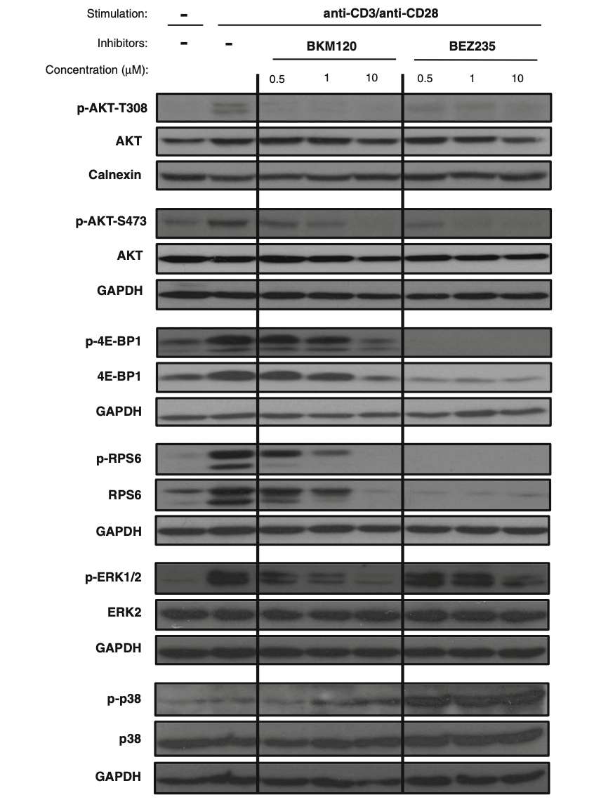 1 Effect of BKM120 And BEZ235 on Phosphorylation of PI3K/AKT/mTOR And MAPK Pathway Proteins. (Herrero-Sánchez, Mª Carmen, et al., 2016)