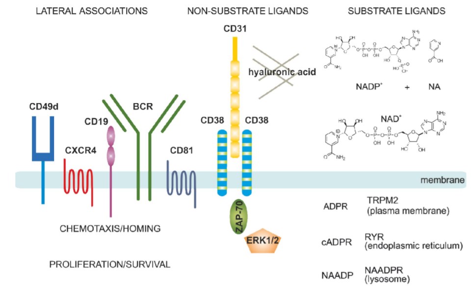 Structural and functional characteristics of the human CD38 molecule.