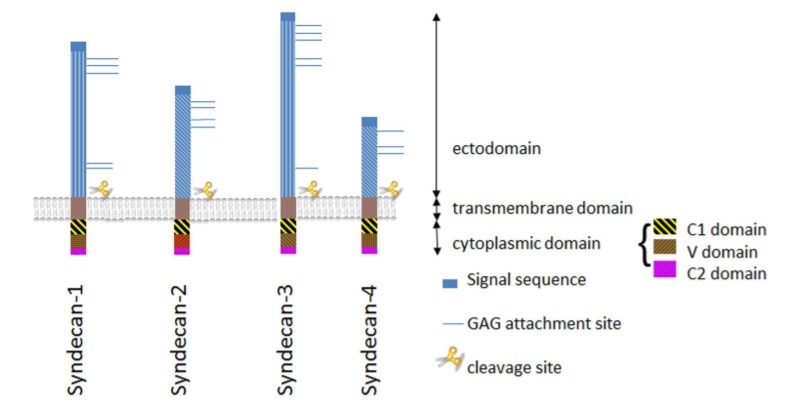 Schematic illustration of Syndecan family