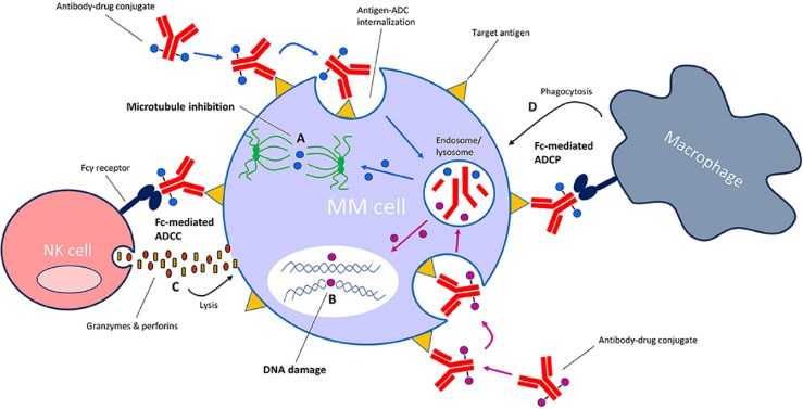 Mechanism of action of antibody-drug conjugates (ADC)