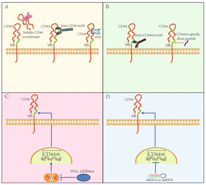 The strategies of anti-CD44v6 therapy.