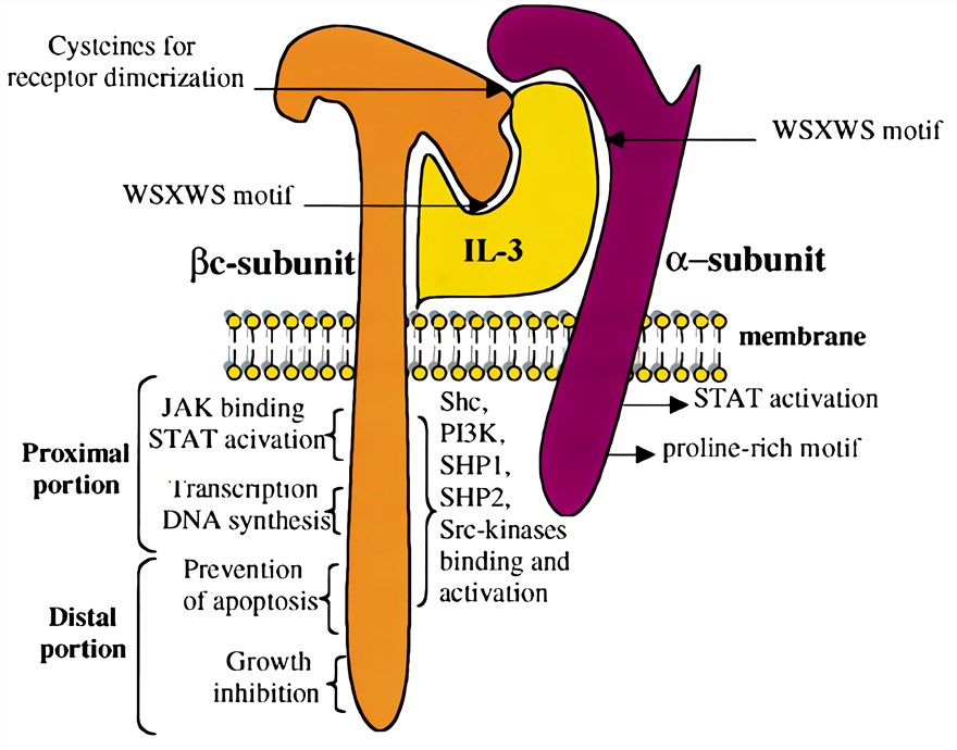 The interleukin-3 (IL-3) receptor.