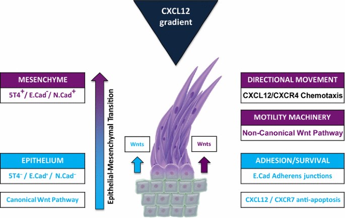 Integrated 5T4 regulation of both chemokine and Wnt pathways.