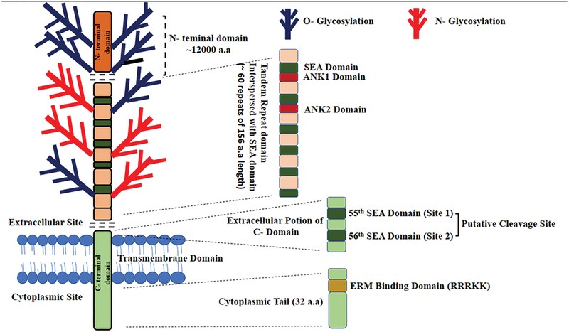 MUC16 structure.