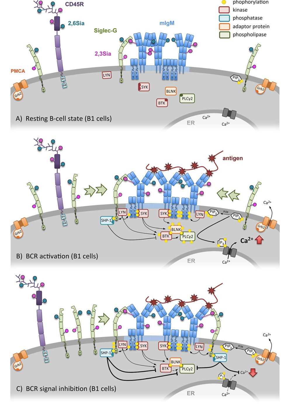 CD22 dependent regulation of the BCR signal.