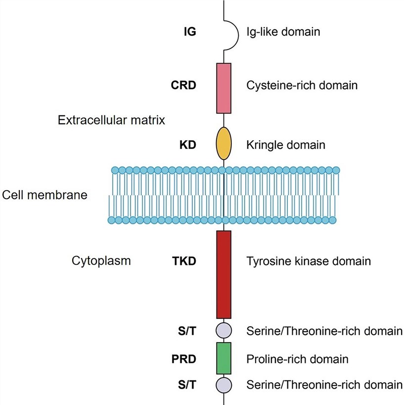 Schematic domain structure of ROR1.