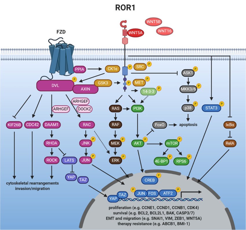 ROR1 signaling.