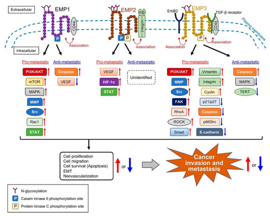 Structure of EMPs, and signal transduction molecules that are affected by EMPs.