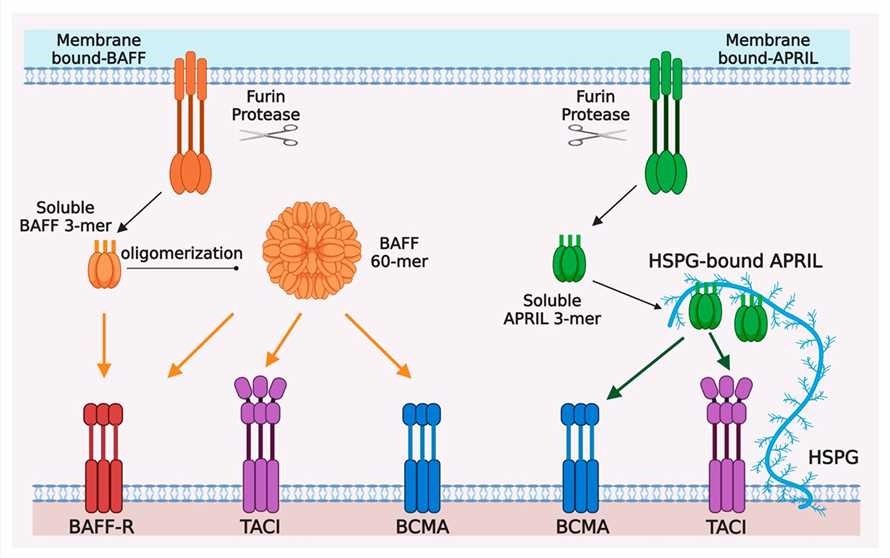 Ligand-receptor interactions in the BAFF/APRIL system.