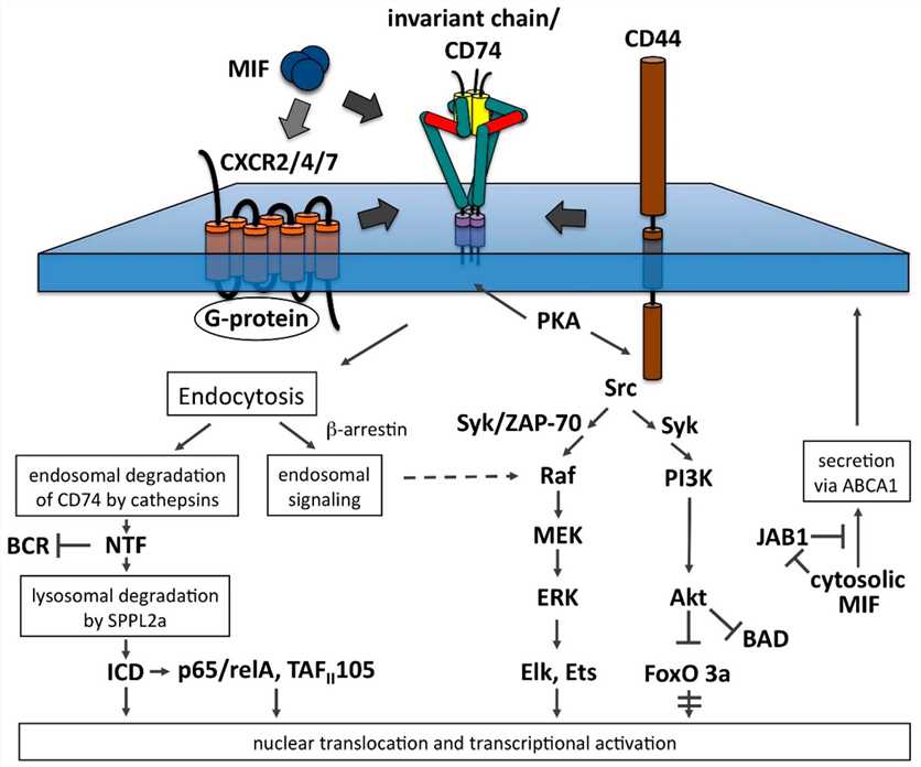 Signal transduction pathways emanating from MIF-bound CD74-CD44 complexes.