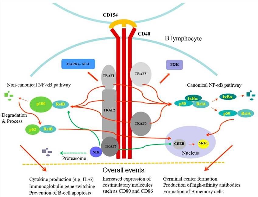 CD40-mediated signaling pathways and events.