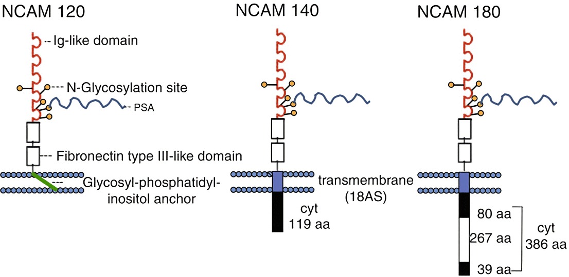 Three isoforms of CD56.