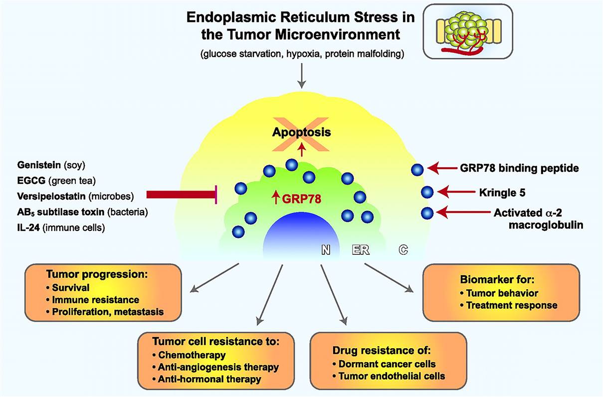 ER stress induction of GRP78 in the tumor microenvironment.