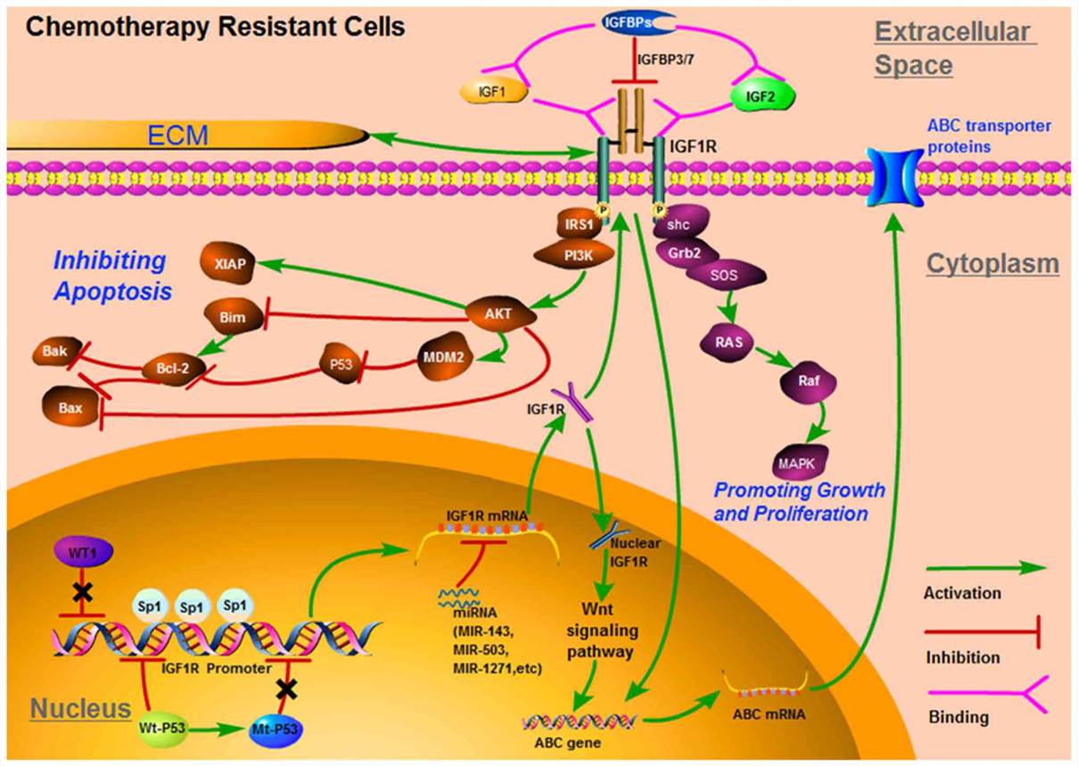 IGF-1R signaling pathway.