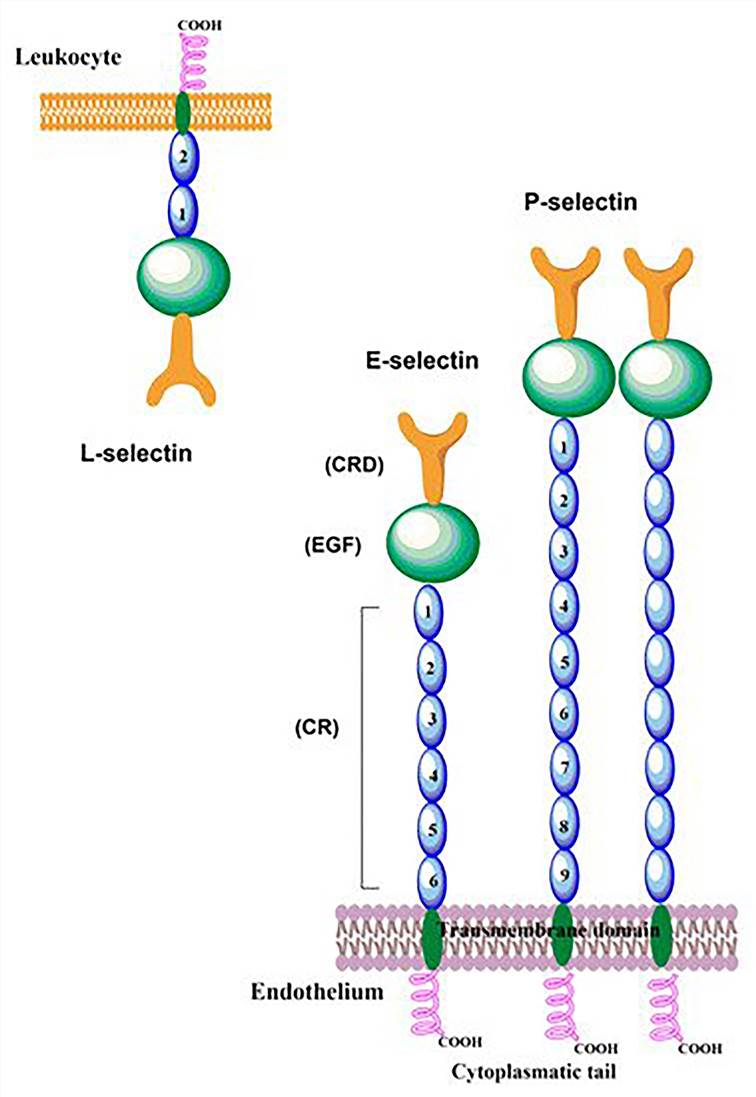 Schematic representation of P-, E-, and L- selectin structures. (Tvaroška, 2020)