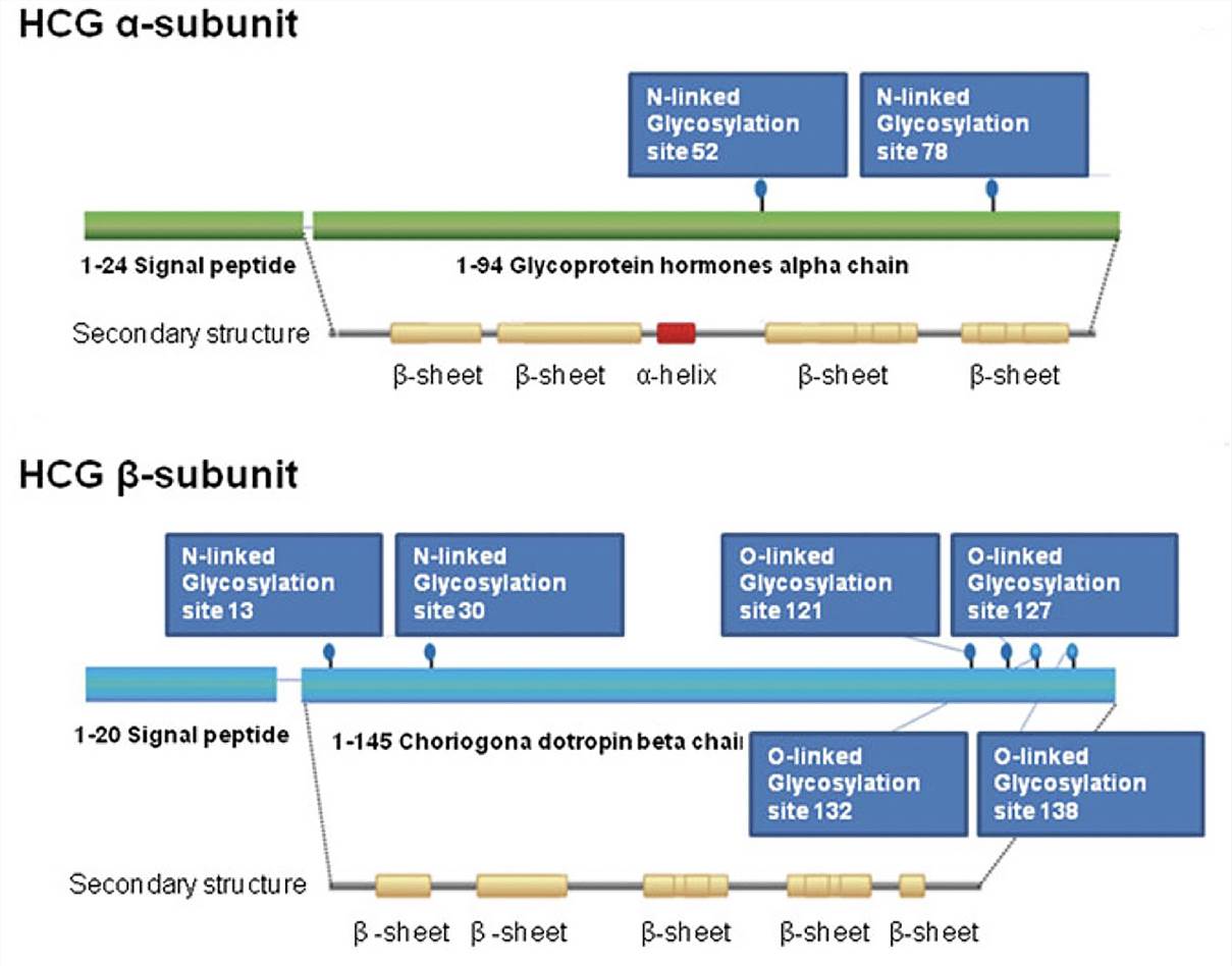 Structural representation of HCG. (Sisinni, 2015)