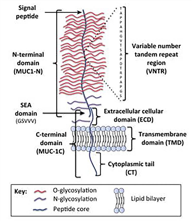 Schematic representation of the structure of MUC1. (Nath, 2014)