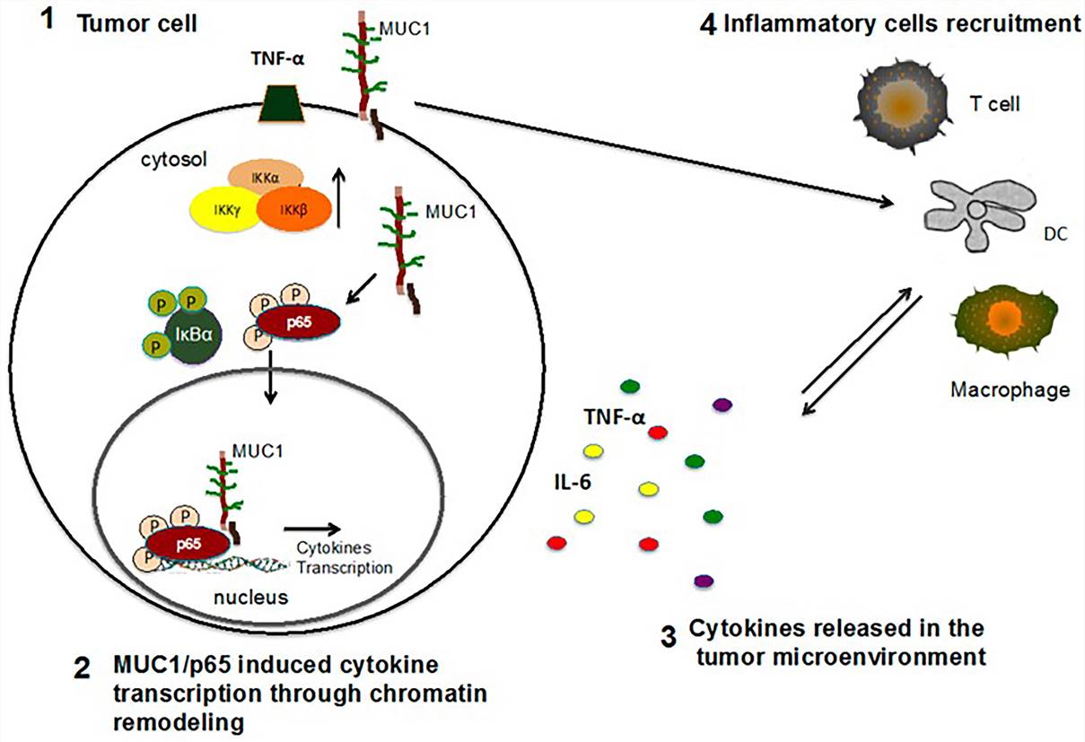 Model of MUC1 role in the tumor microenvironment. (Cascio, 2016)