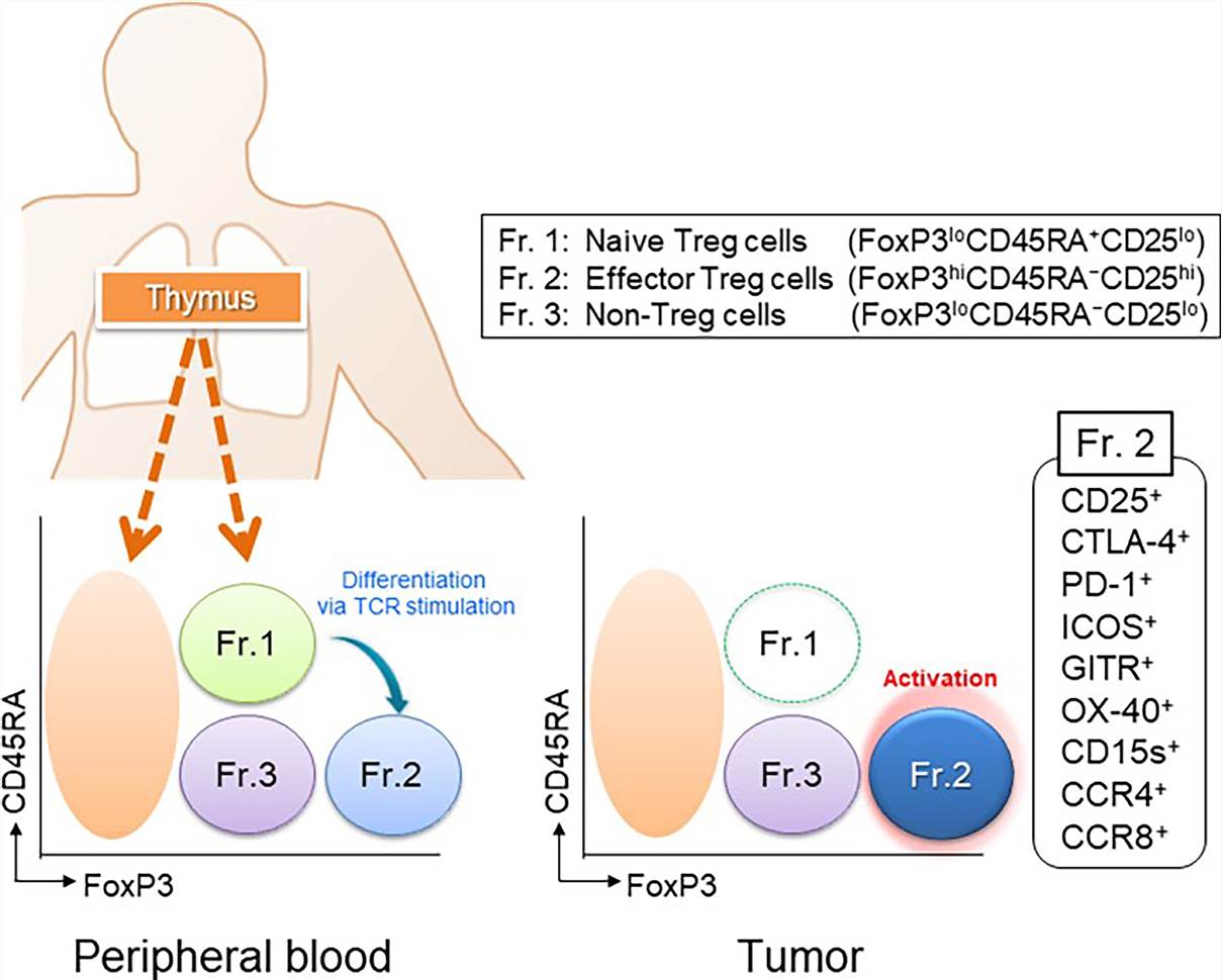 Classification of human Treg cells. (Ohue, 2019)