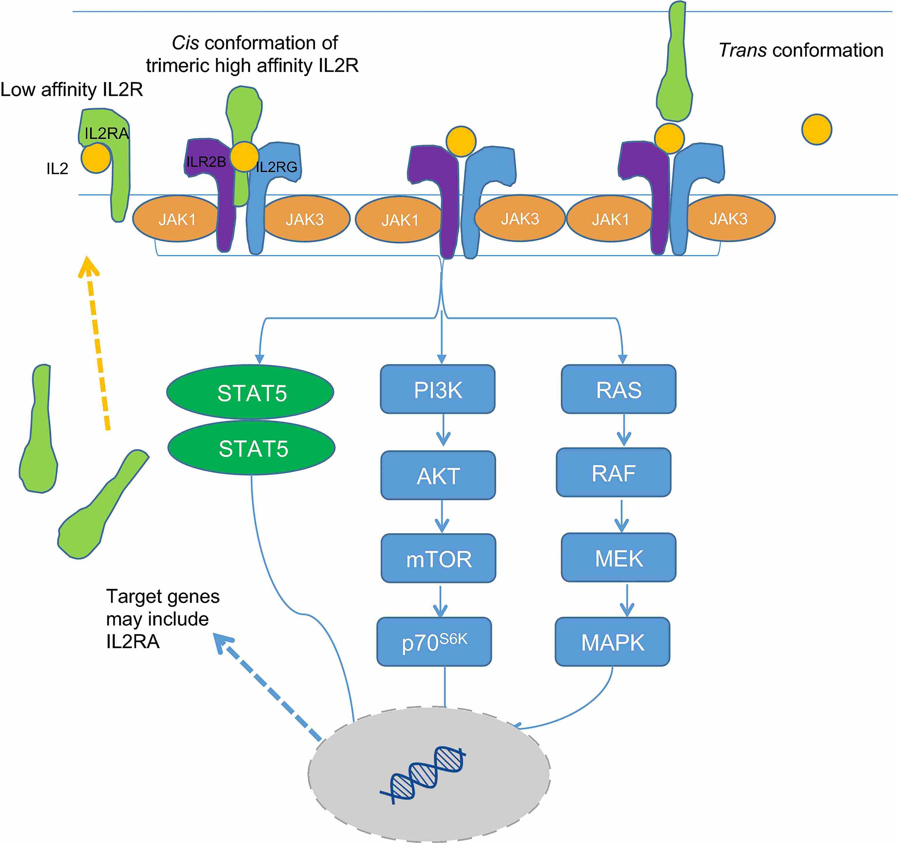 Representation of IL2R activation pathways in a stimulated T cell. (Flynn, 2017)