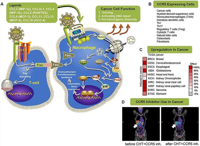 CCR5 signaling in immune and cancer cells. (Jiao, 2019)