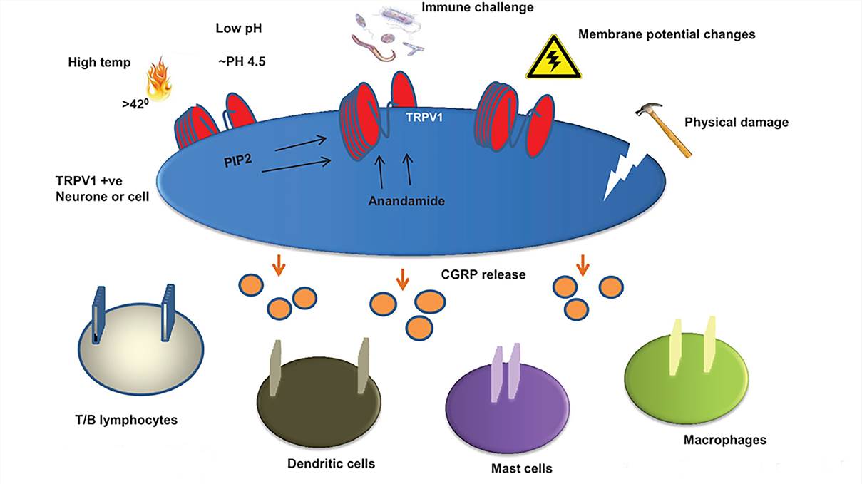 Pathways of CGRP release via TRPV1 activation. (Assas, 2014)