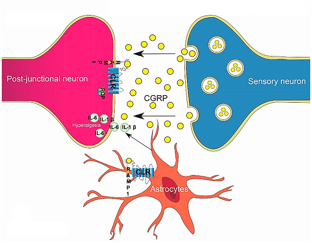 CGRP in pain conduction and hyperalgesia. (Zhang, 2020)