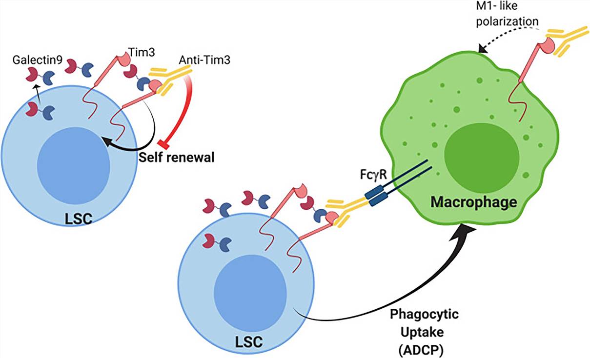 Tim-3 mAb mechanism of action in AML/MDS. (Acharya, 2020)