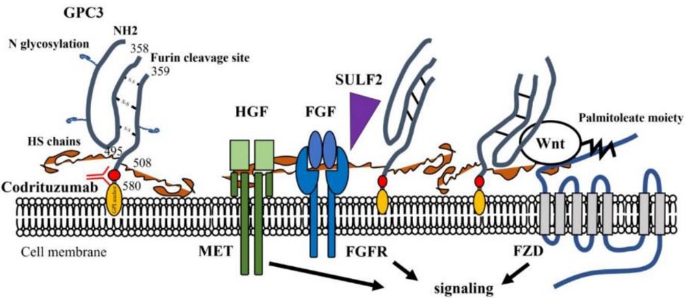 Structure of the glypican-3 (GPC3) molecule and involvement in the progression of HCC.