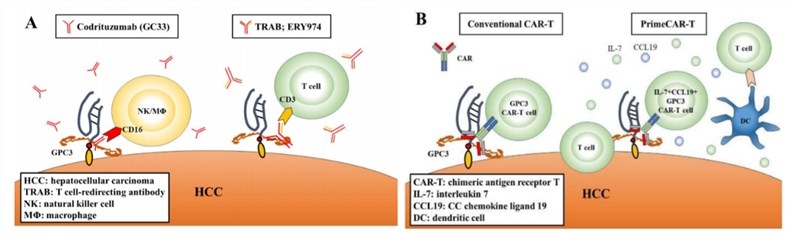 GPC3-targeted immunotherapies.