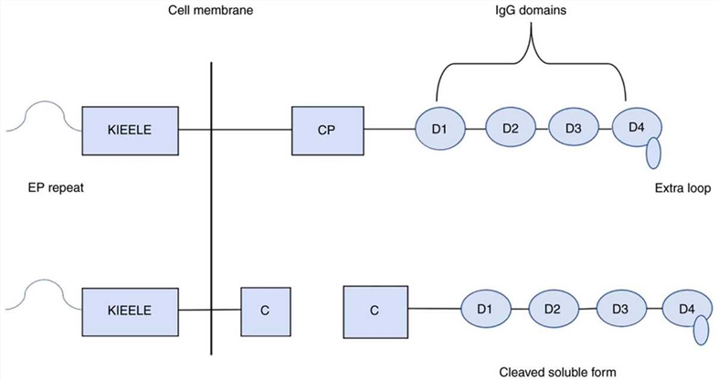 LAG-3 structure. (Shan, 2020)