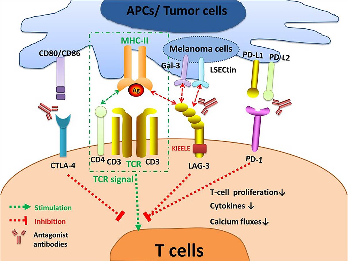 LAG-3 signaling and the interplay with other immune checkpoints. (Long, 2020)