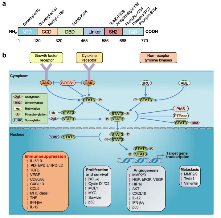 The domain structure and signaling pathway of STAT3.