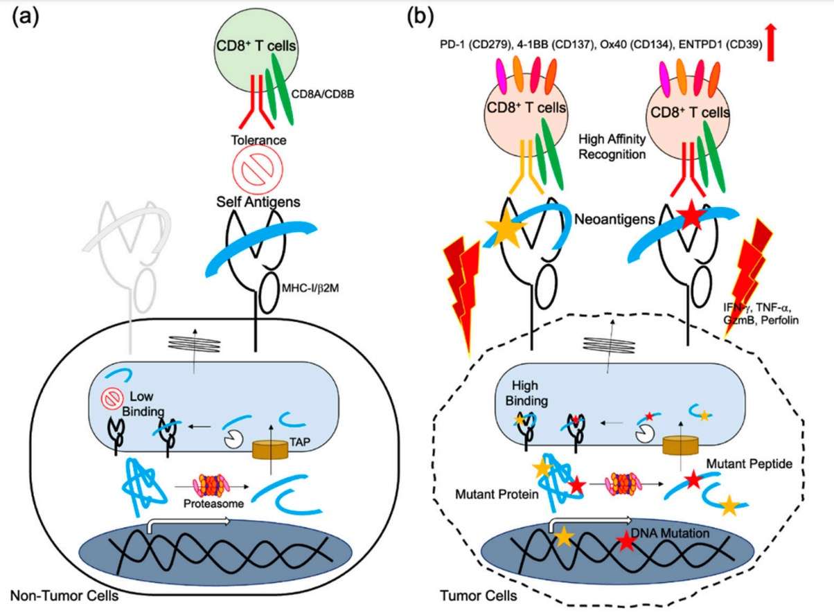 Fig.1 Neoantigen presentation and immune responses. (Okada, et al., 2022)