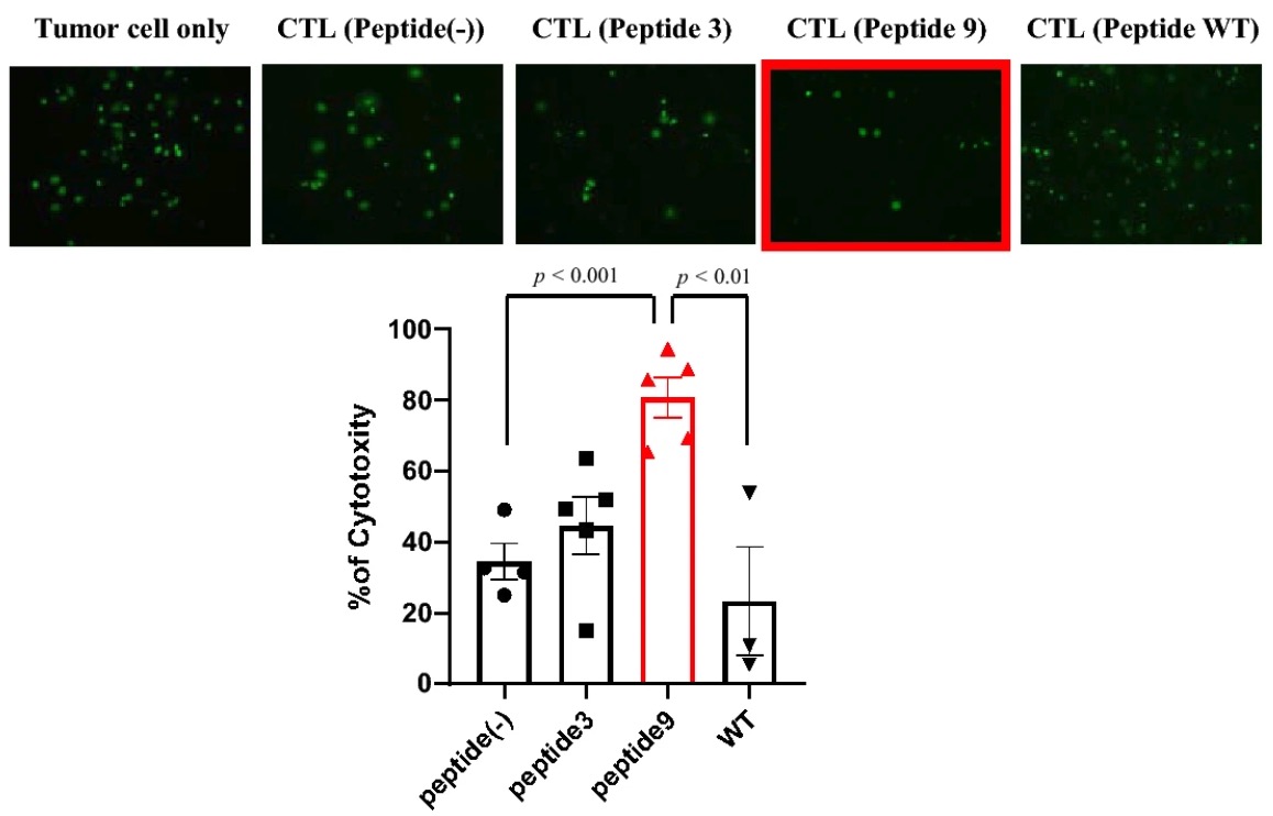 Fig.5 Cytotoxicity results of CTLs induced by neoantigen-pulsed mDCs. (Morisaki, et al., 2021)