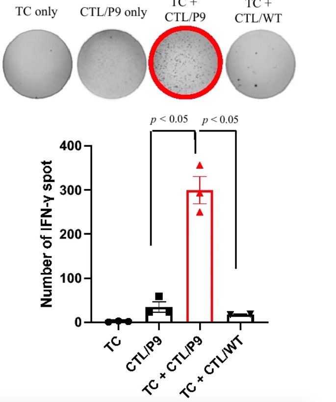 Fig.6 IFNγ-release responses induced by peptide 9-pulsed mDC stimulated with CTLs against autologous tumor cells. (Morisaki, et al., 2021)