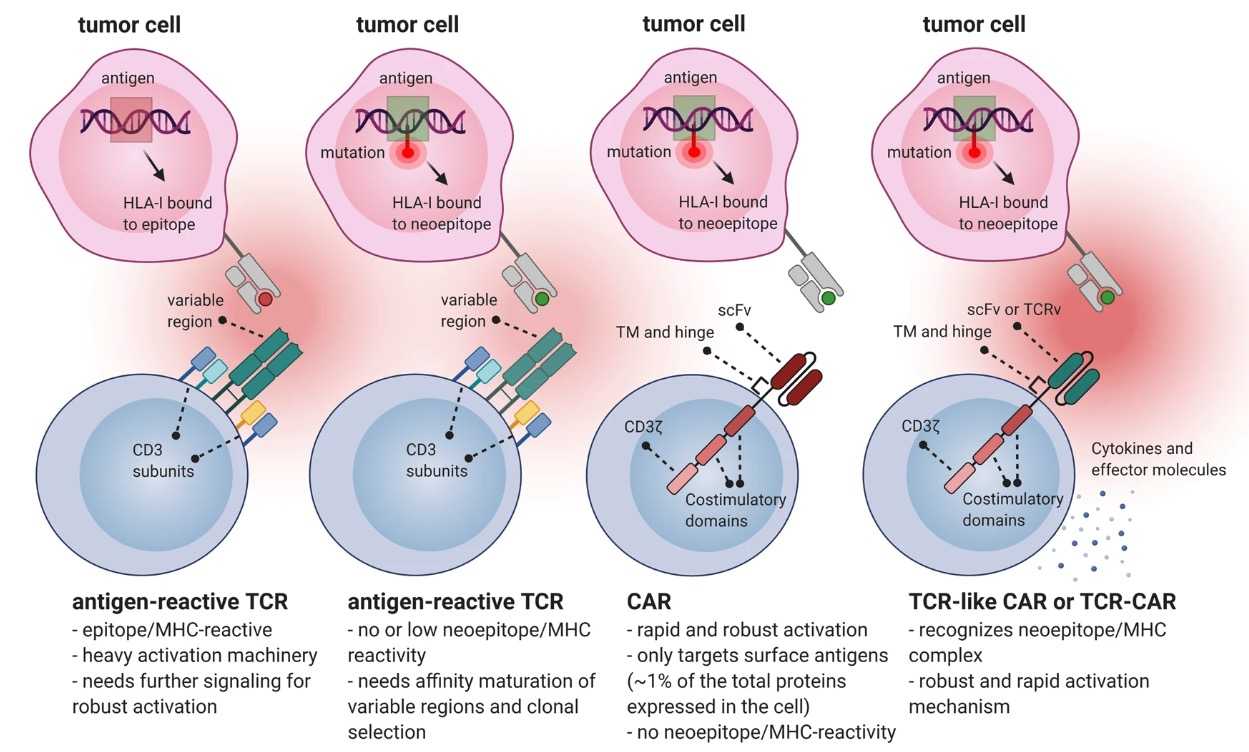 Fig.1 Advantages of Neoantigen-based TCR-like CAR or TCR-CAR. (Poorebrahim, et al., 2021)