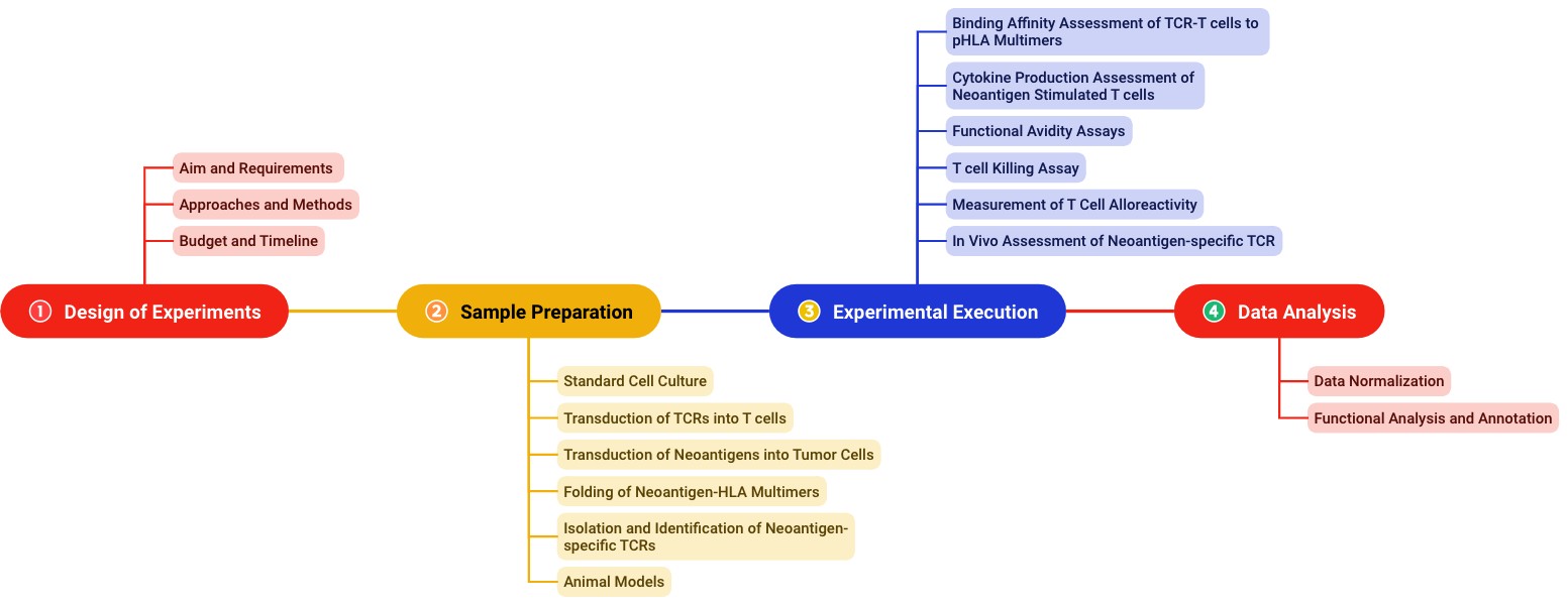 Fig.2 Experimental workflow for functional analysis of neoantigen-specific TCR. (Creative Biolabs Original)