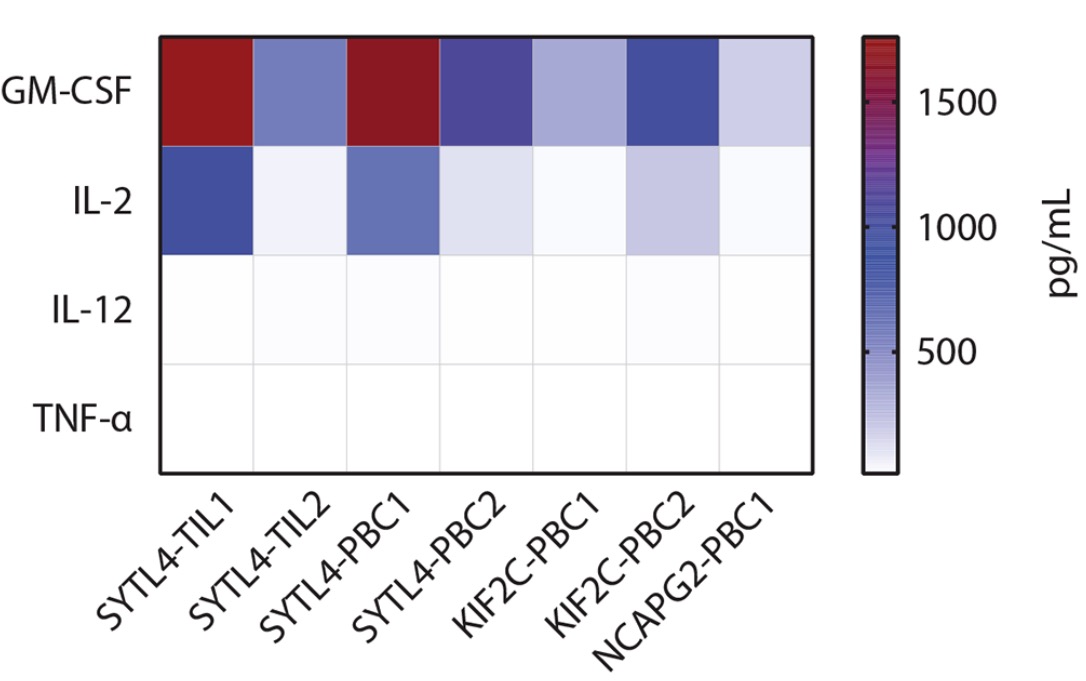 Fig.3 Assessment of multi-cytokine secretion of TCR-T cells. (Bräunleinl, et al., 2021)