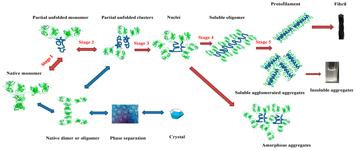 Fig.1 Aggregation process & potential intermediates. (Li, et al., 2016)